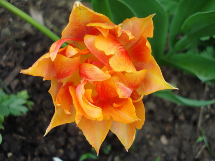 Tulipa Willem van Oranje (2010, April 24) - Tulipa Willem van Oranje