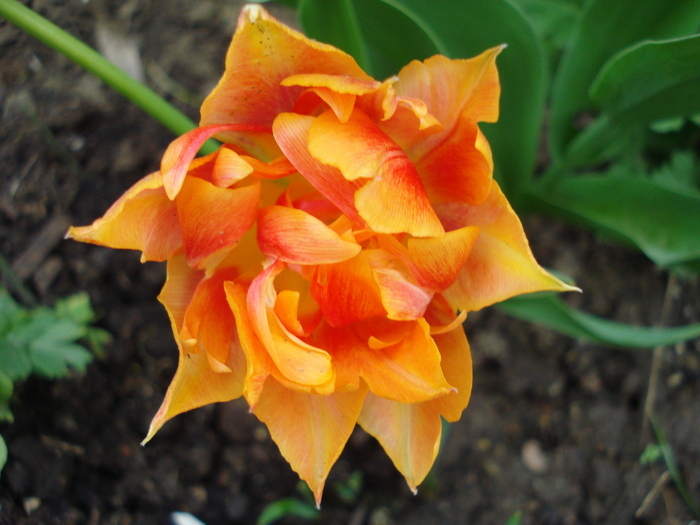 Tulipa Willem van Oranje (2010, April 24)