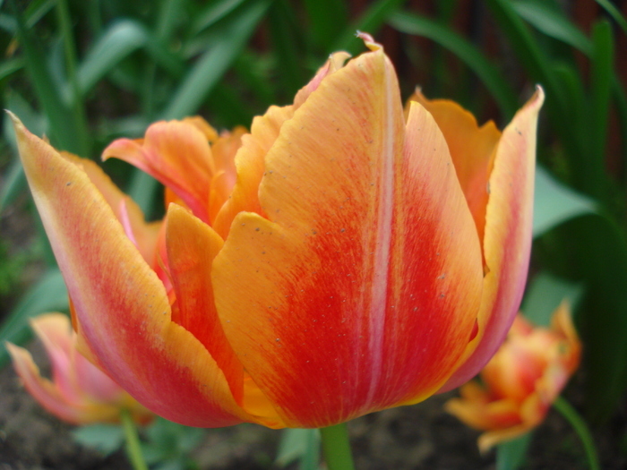 Tulipa Willem van Oranje (2010, April 24)