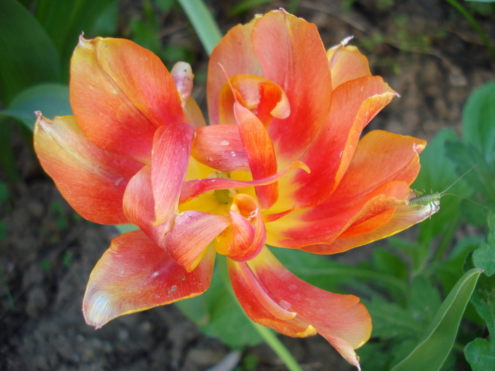 Tulipa Willem van Oranje (2010, April 29)
