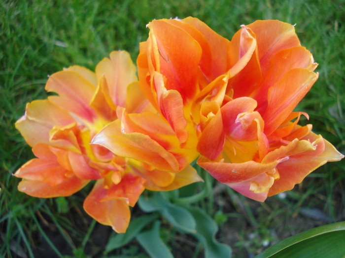 Tulipa Willem van Oranje (2010, April 30)