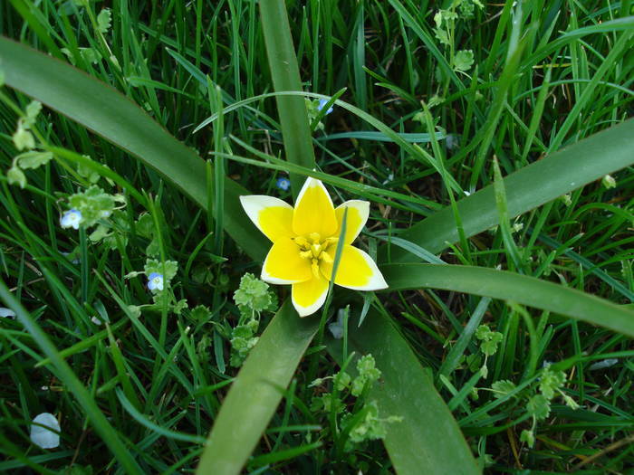 Tulipa Tarda (2009, April 10)