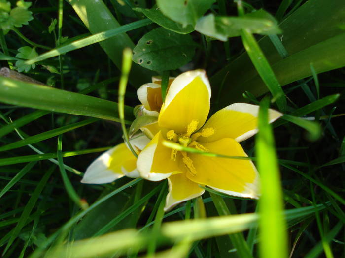 Tulipa Tarda (2009, April 15)