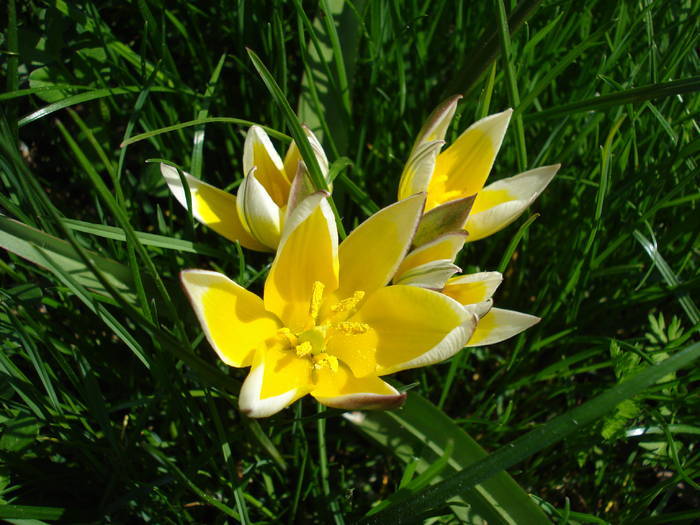 Tulipa Tarda (2009, April 16)