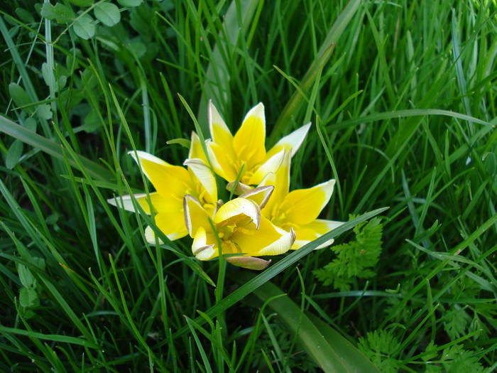 Tulipa Tarda (2009, April 17)