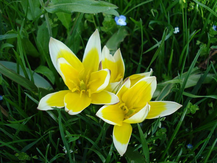 Tulipa Tarda (2009, April 17) - Tulipa Tarda