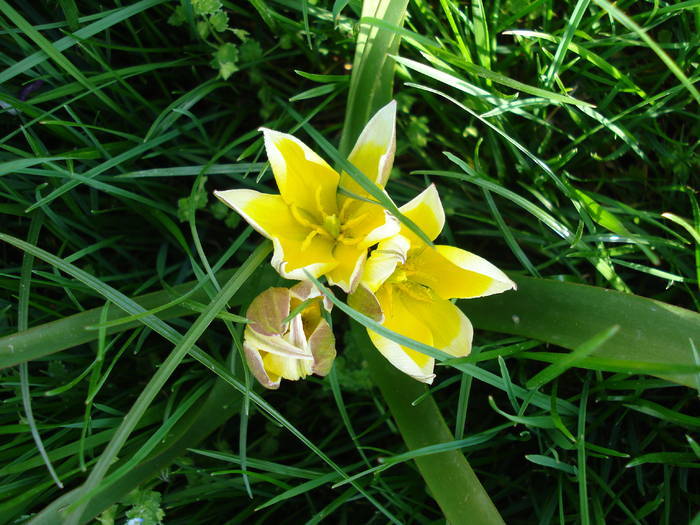 Tulipa Tarda (2009, April 17)