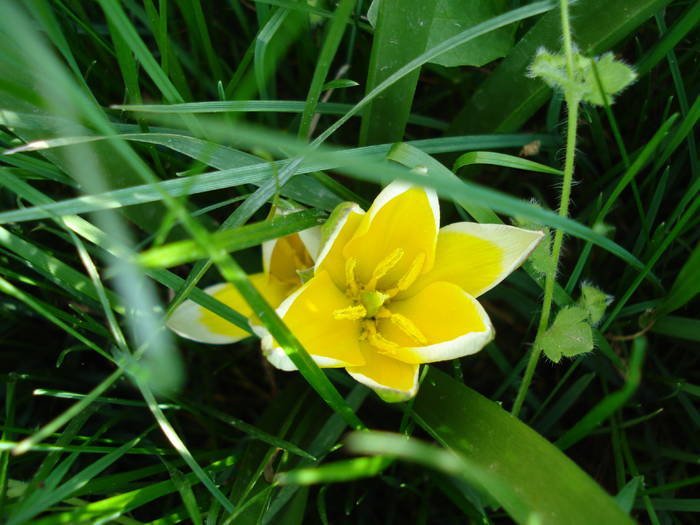 Tulipa Tarda (2009, April 17)