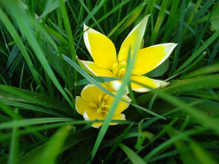 Tulipa Tarda (2009, April 17)