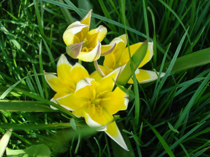 Tulipa Tarda (2009, April 17)