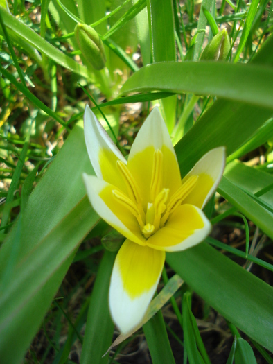 Tulipa Tarda (2010, April 10)