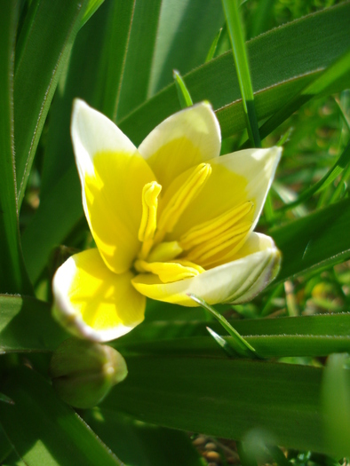 Tulipa Tarda (2010, April 10)