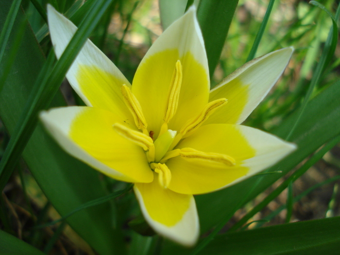 Tulipa Tarda (2010, April 10)