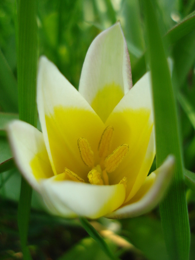 Tulipa Tarda (2010, April 11)