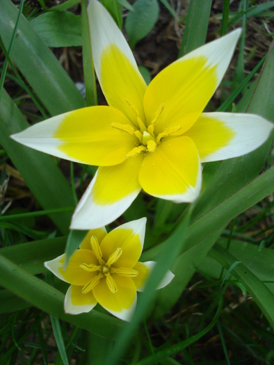 Tulipa Tarda (2010, April 12)