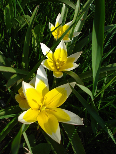 Tulipa Tarda (2010, April 13)