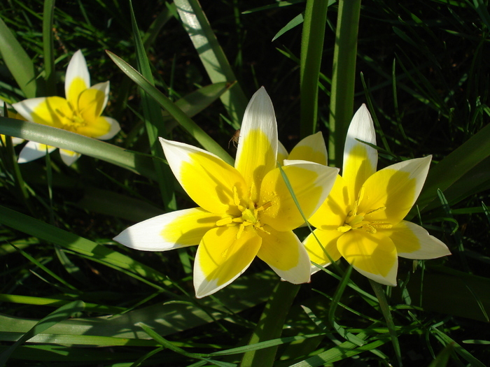 Tulipa Tarda (2010, April 13)