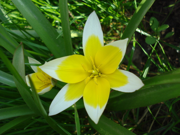 Tulipa Tarda (2010, April 13)