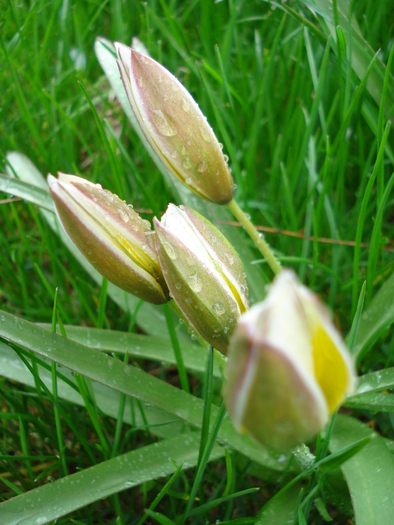 Tulipa Tarda (2010, April 15)