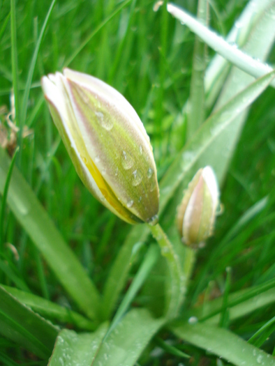 Tulipa Tarda (2010, April 15) - Tulipa Tarda