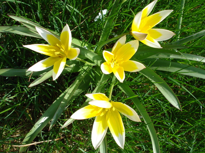 Tulipa Tarda (2010, April 16) - Tulipa Tarda