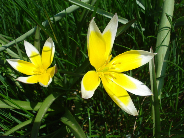 Tulipa Tarda (2010, April 18)