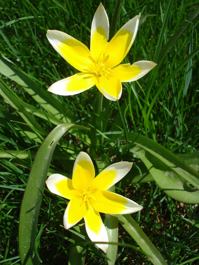 Tulipa Tarda (2010, April 18)