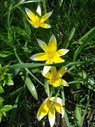 Tulipa Tarda (2010, April 18)