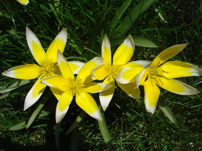 Tulipa Tarda (2010, April 18)