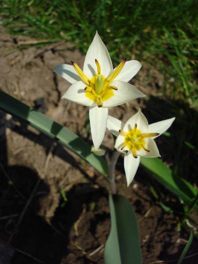 Tulipa Turkestanica (2009, April 05)