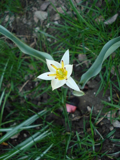 Tulipa Turkestanica (2009, April 05) - Tulipa Turkestanica