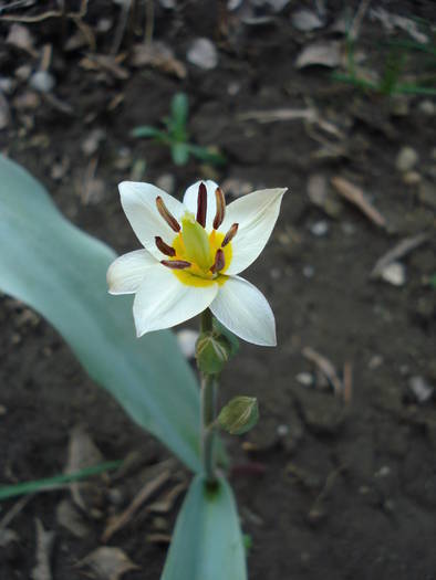 Tulipa Turkestanica (2009, April 05) - Tulipa Turkestanica