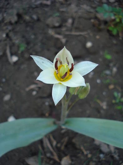 Tulipa Turkestanica (2009, April 05) - Tulipa Turkestanica