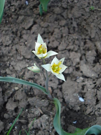 Tulipa Turkestanica (2009, April 06)