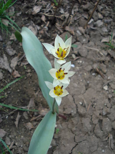 Tulipa Turkestanica (2009, April 06) - Tulipa Turkestanica