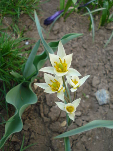 Tulipa Turkestanica (2009, April 06) - Tulipa Turkestanica