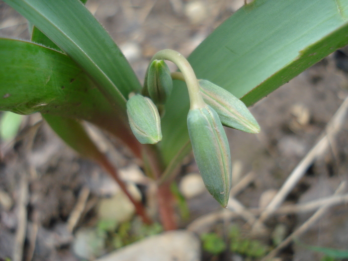 Tulipa Turkestanica (2010, March 29) - Tulipa Turkestanica