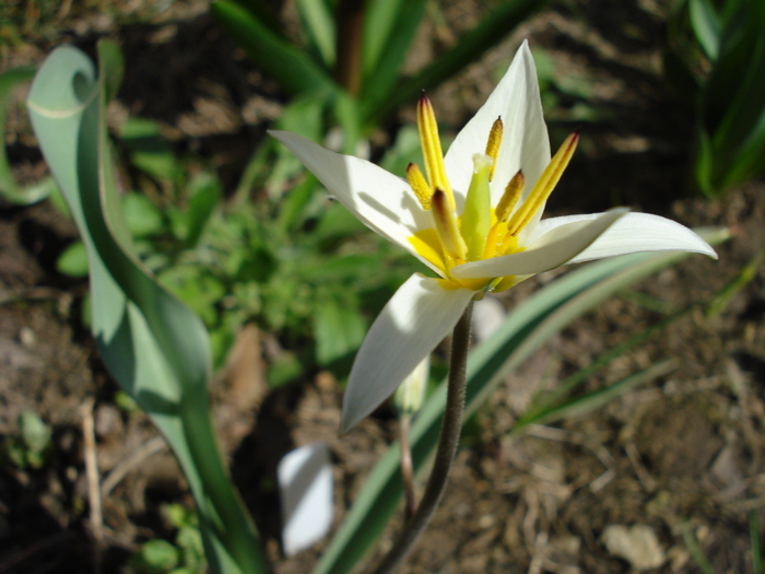 Tulipa Turkestanica (2010, April 01) - Tulipa Turkestanica