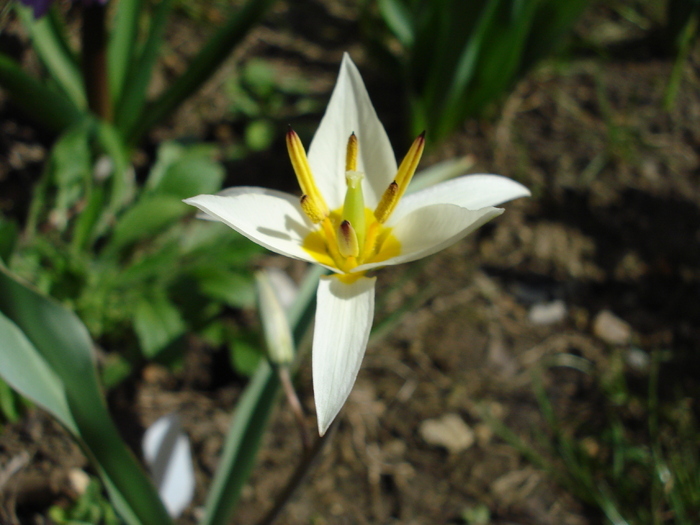 Tulipa Turkestanica (2010, April 01) - Tulipa Turkestanica