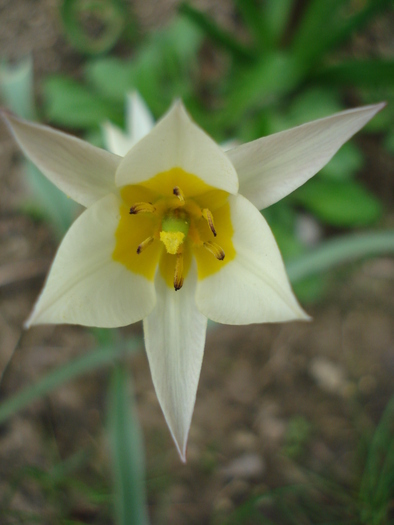 Tulipa Turkestanica (2010, April 05) - Tulipa Turkestanica