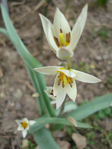 Tulipa Turkestanica (2010, April 05) - Tulipa Turkestanica