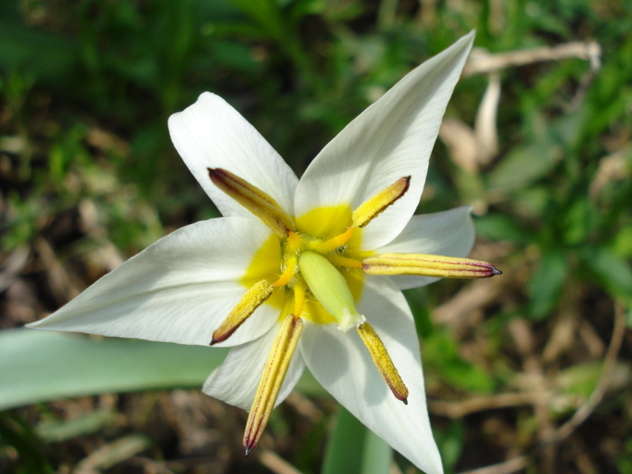 Tulipa Turkestanica (2010, April 07) - Tulipa Turkestanica