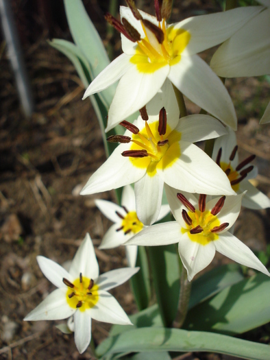 Tulipa Turkestanica (2010, April 07)