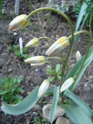 Tulipa Turkestanica (2010, April 08)