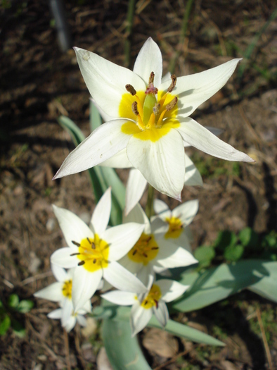 Tulipa Turkestanica (2010, April 08) - Tulipa Turkestanica