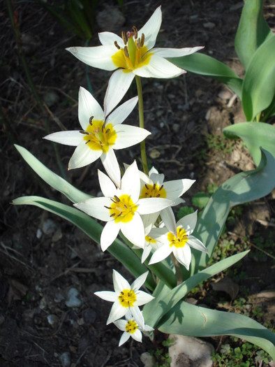 Tulipa Turkestanica (2010, April 08) - Tulipa Turkestanica