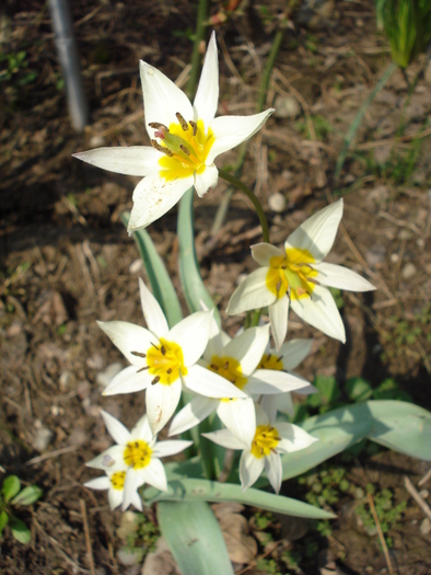 Tulipa Turkestanica (2010, April 09)