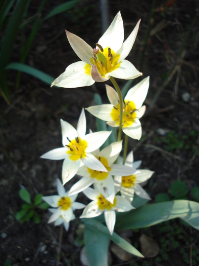 Tulipa Turkestanica (2010, April 10) - Tulipa Turkestanica