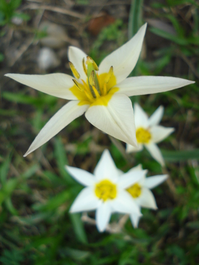 Tulipa Turkestanica (2010, April 10) - Tulipa Turkestanica