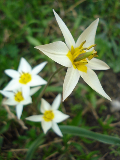 Tulipa Turkestanica (2010, April 10)